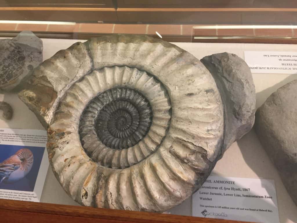 Fossil Ammonite at Watchet Market House Museum - Somerset County