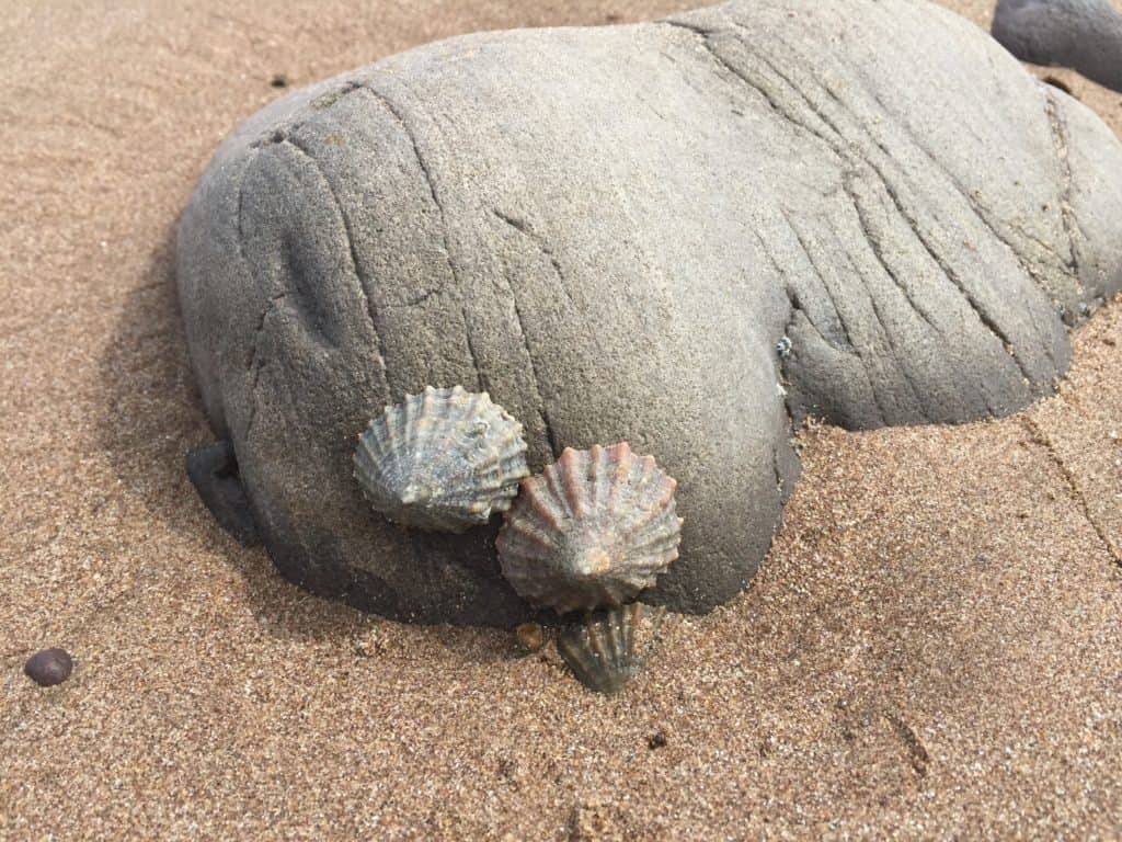 Sea shelled animals on rocks at Dunster Beach 