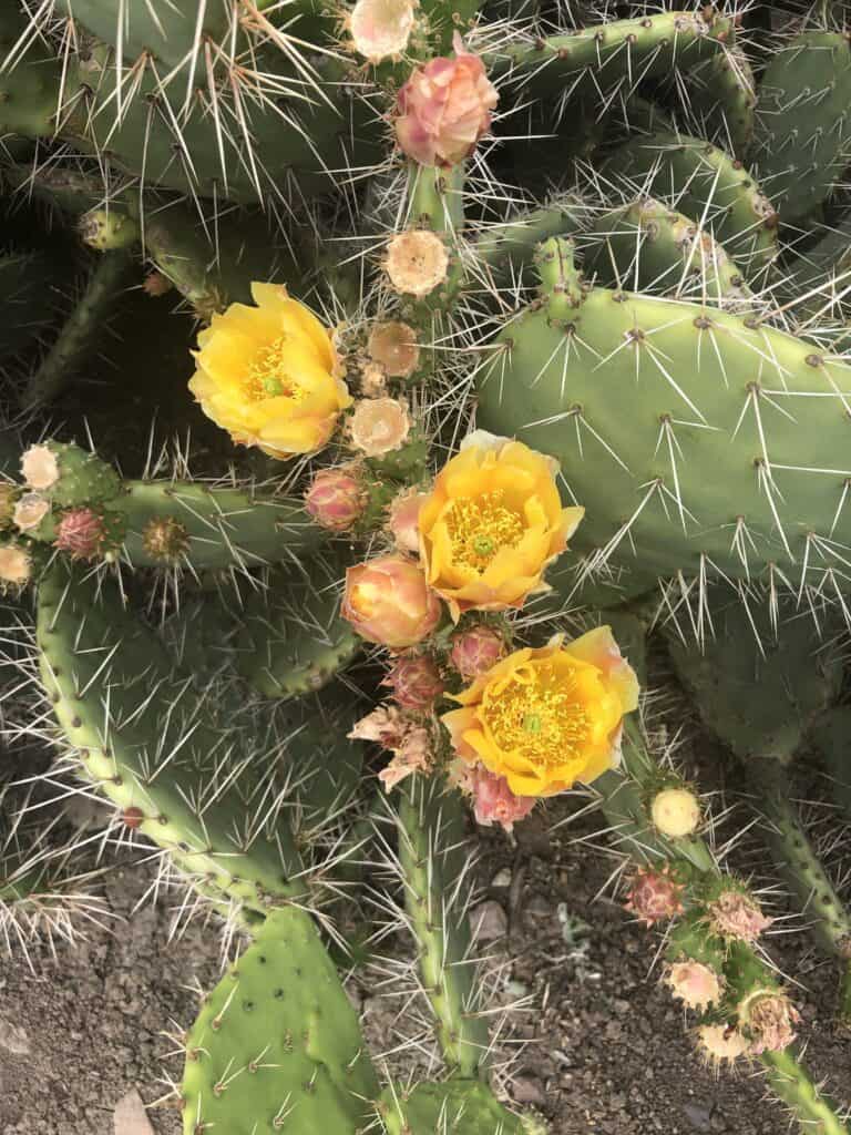 Cactus bloom at Wildwood Regional Park, Thousand Oaks, California