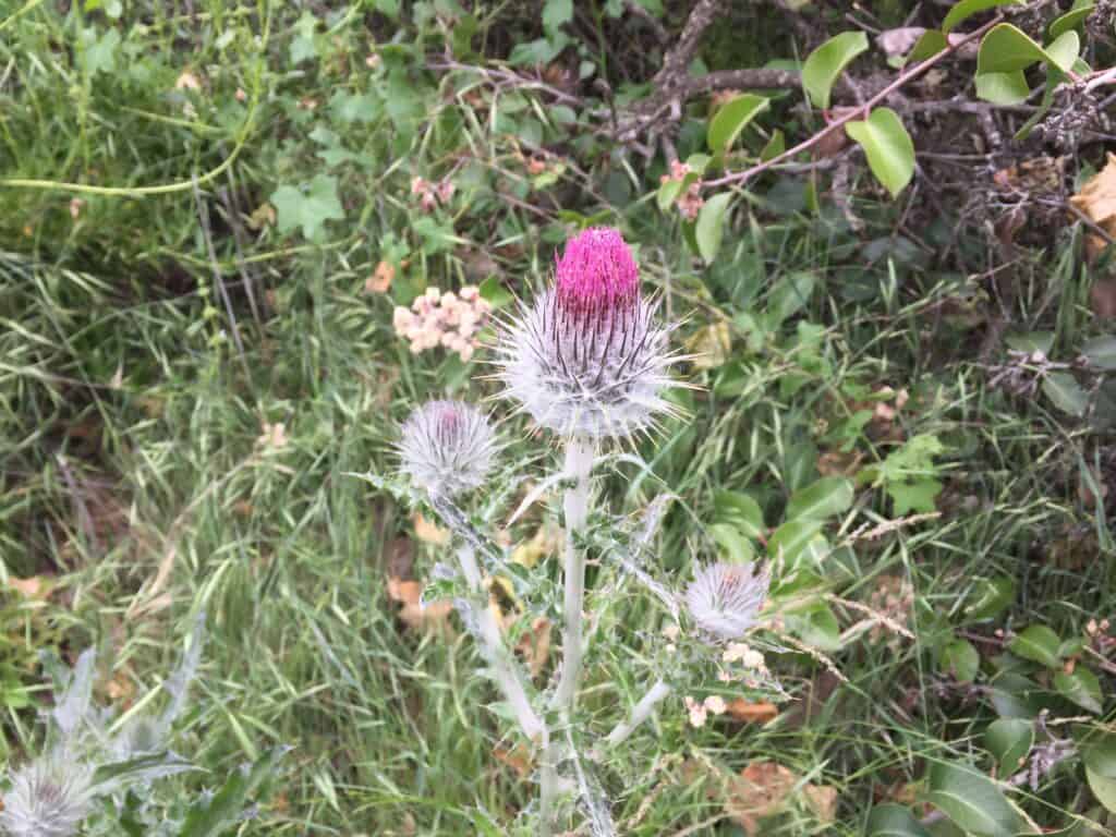 Wildflower at Wildwood Regional Park