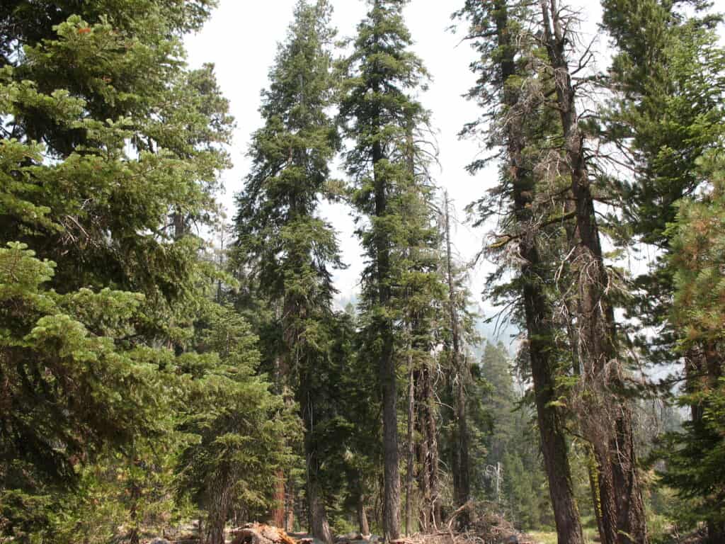 2024 Best Campground In Sequoia National Park Guide   IMG 0443 1024x768 