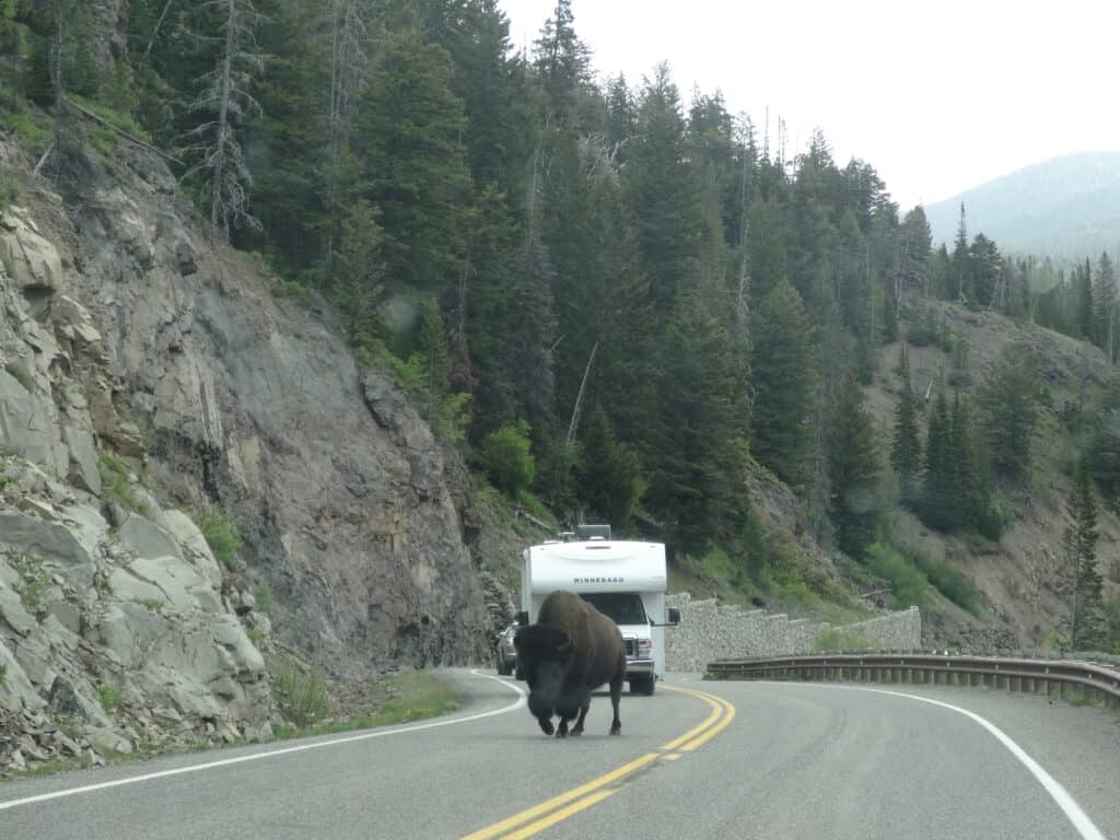 A bison on the road slowing traffic in Yellowstone National Park