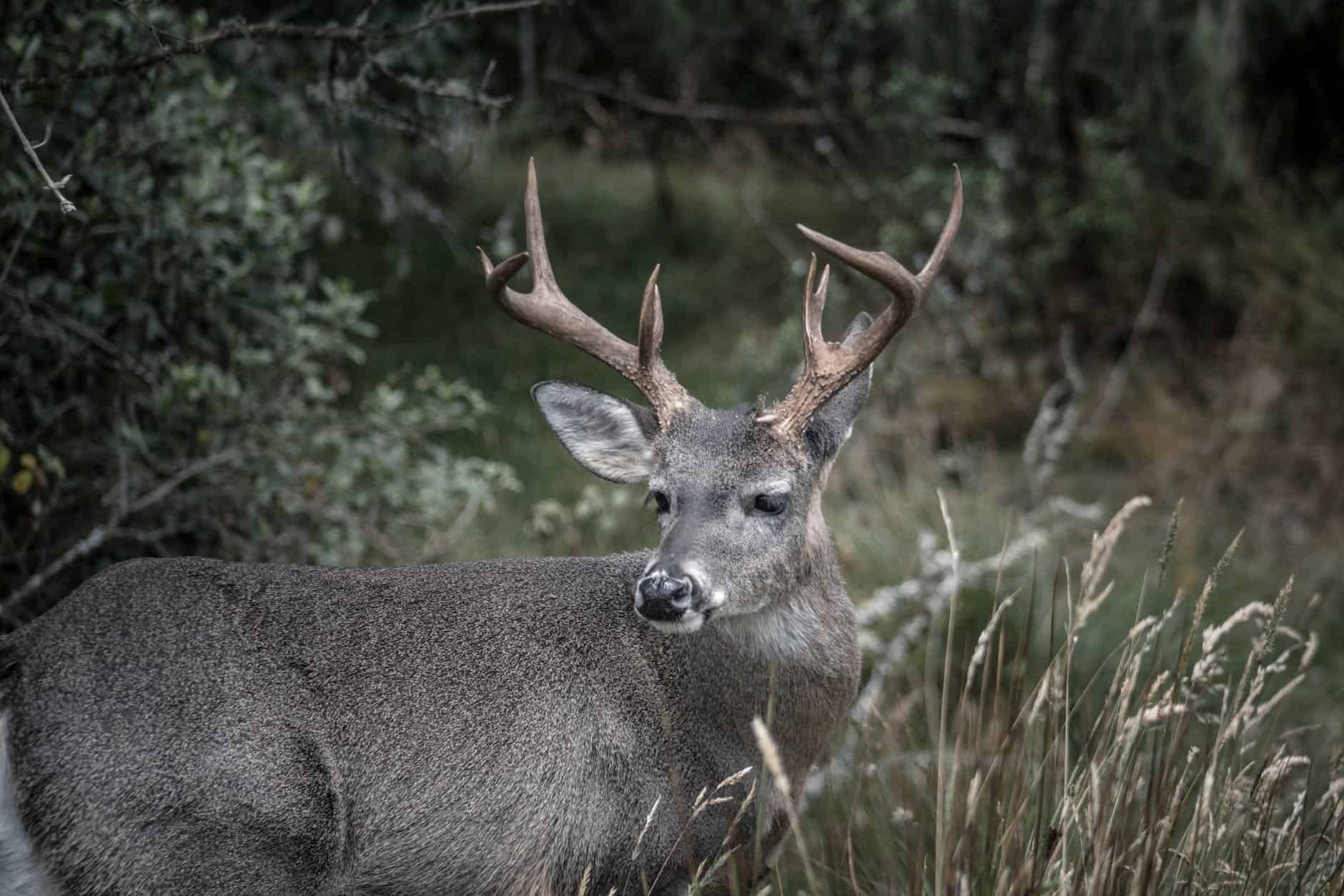 photograph of a mule deer