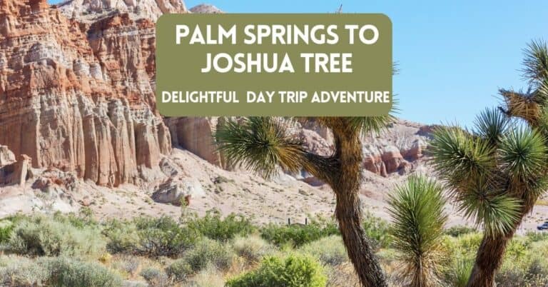 Palm Springs to Joshua Tree – Delightful Desert Day Trip Adventure