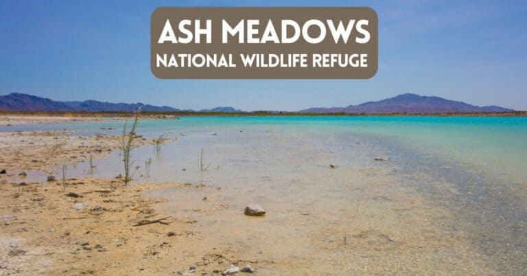 Ash Meadows National Wildlife Refuge – Desert Beauty