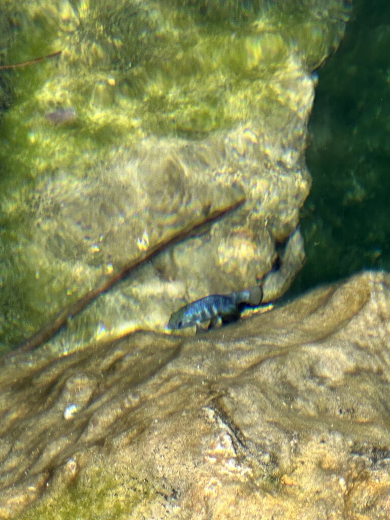 Blue pupfish in a spring at Ash Meadows National Wildlife Refuge