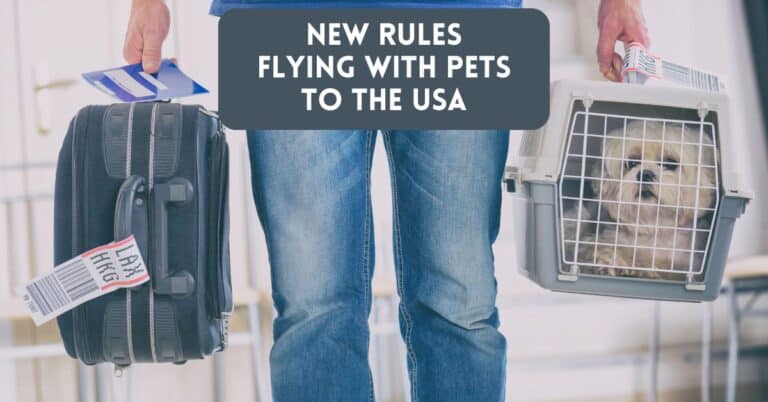 New Rules – Flying With Pets To The United States