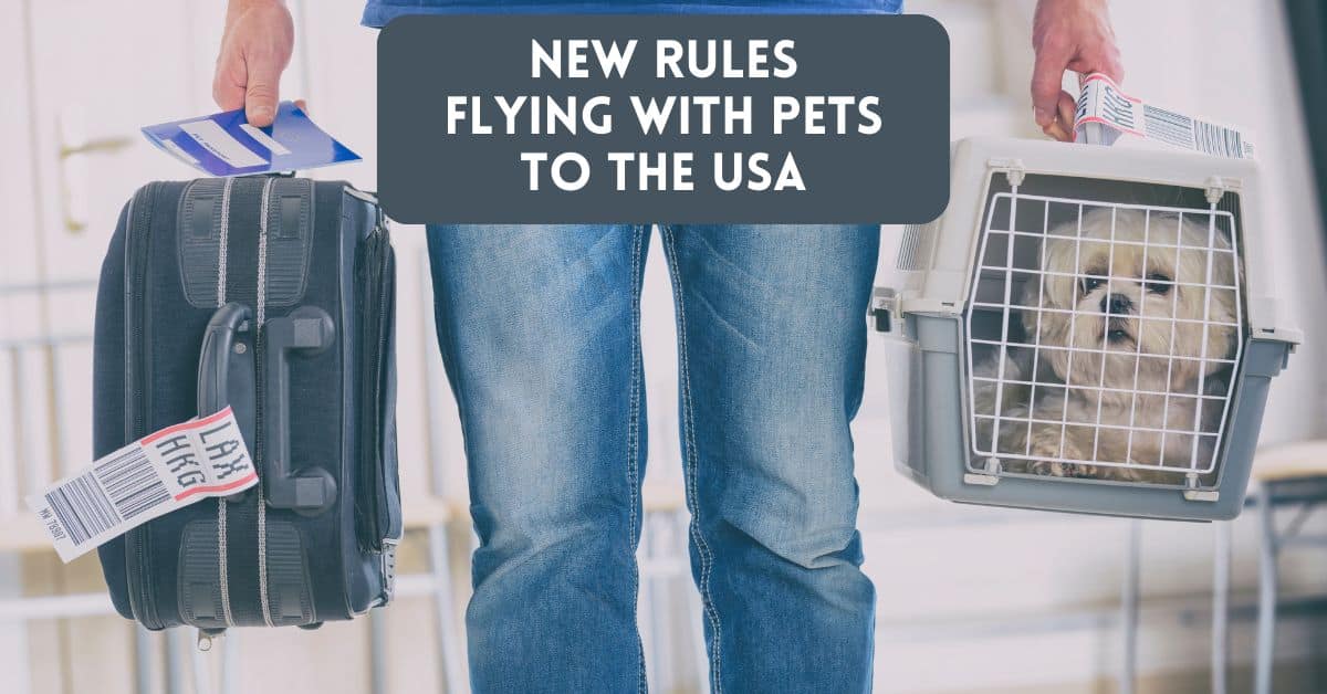 Blog post cover image - flying with pets to USA