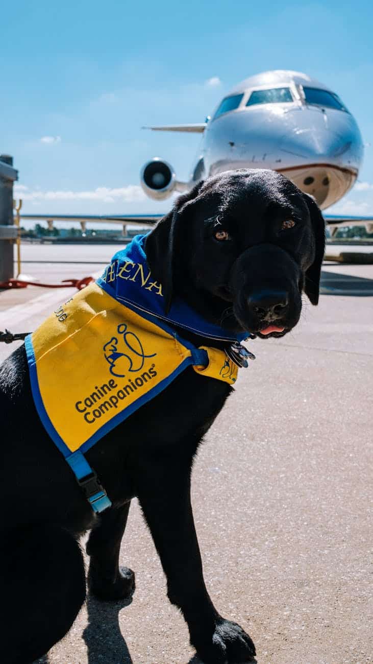 guide dog at airport