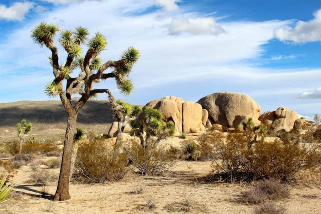 green tree surrounded by weathered bush on brown soil under white and blue sky during daytime