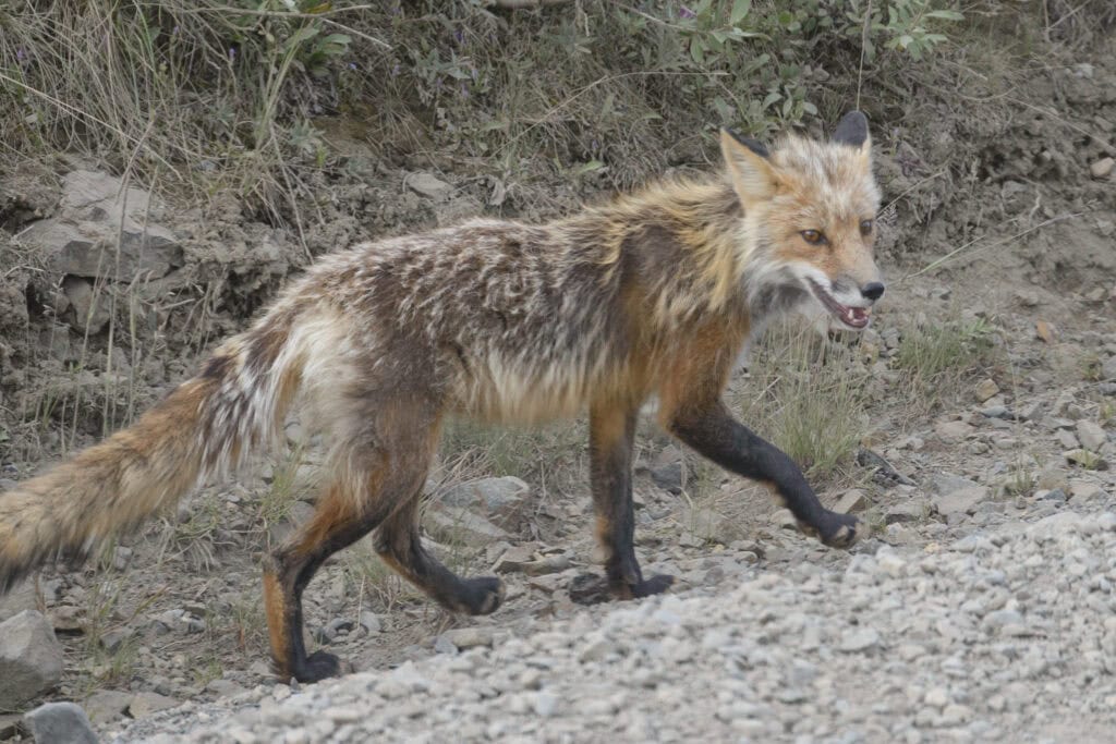 Fox at Denali National Park