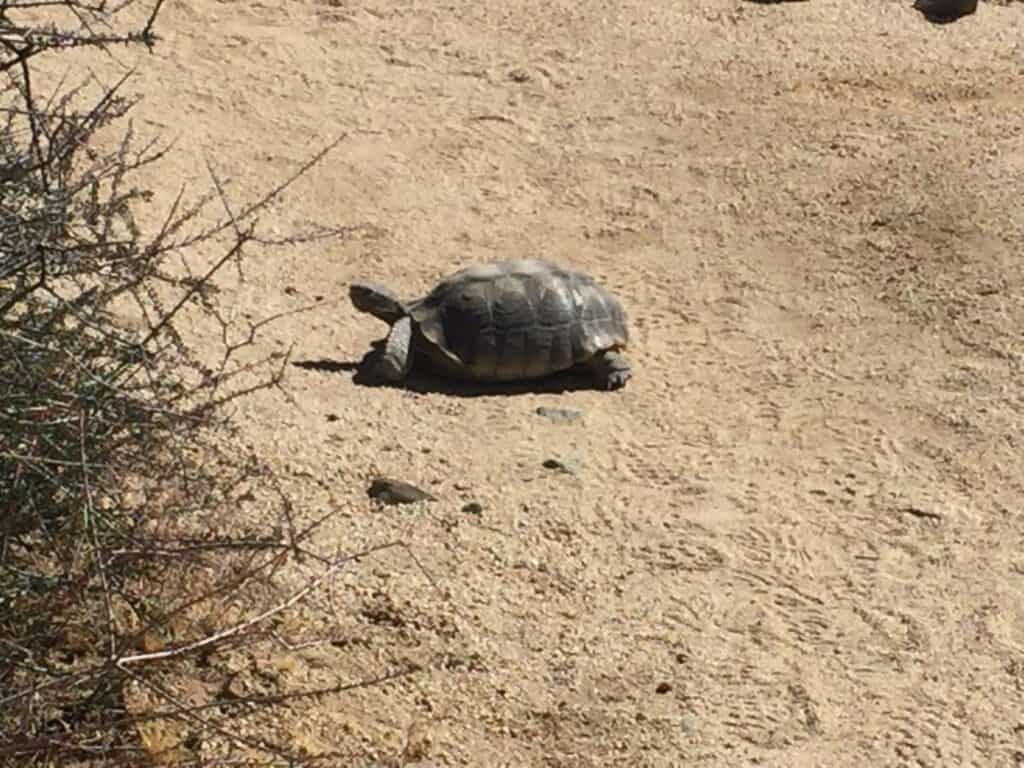 Desert Tortoise on hiking trail in Joshua Tree National Park