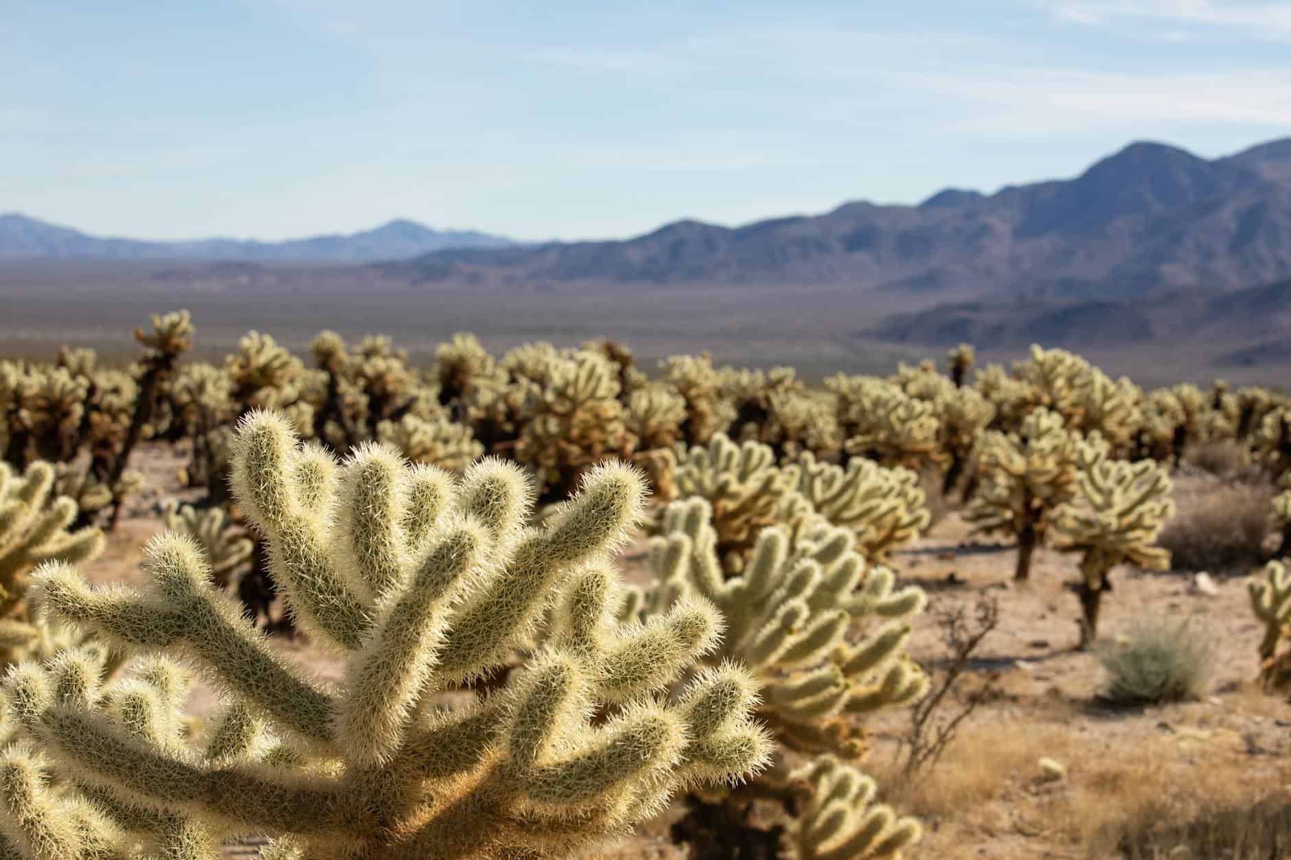 cacti in desert