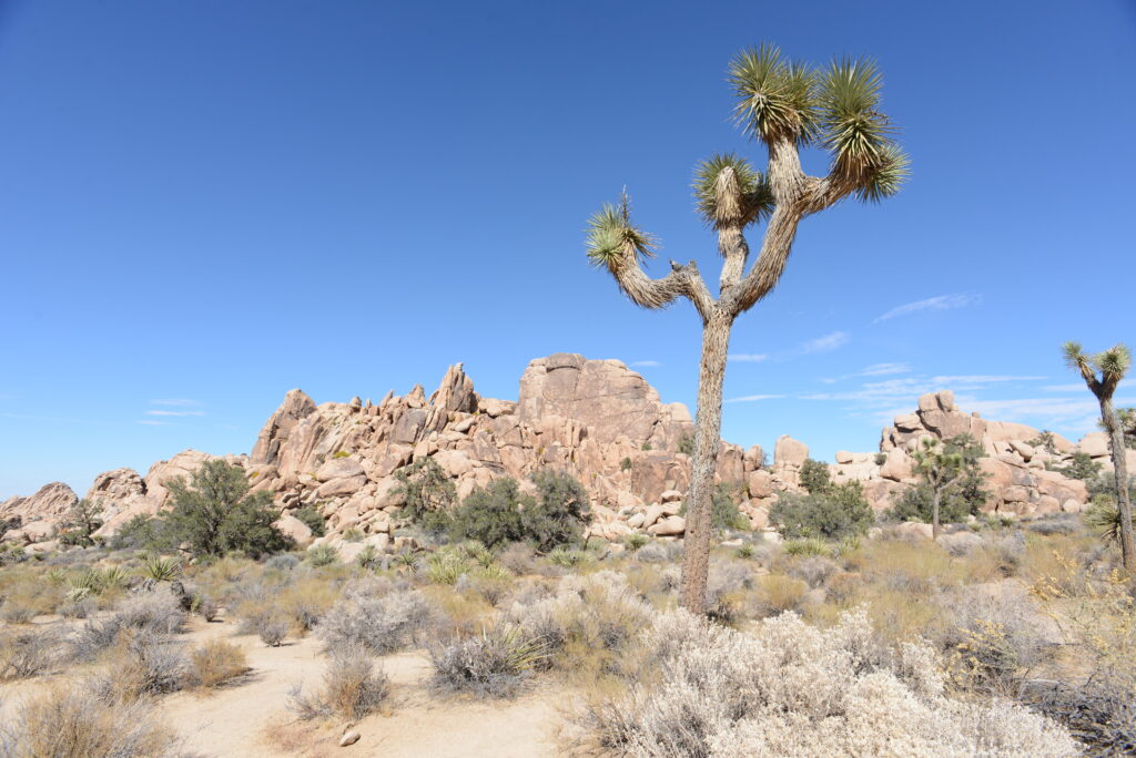 Landscape at Joshua Tree National Park with a Joshua Tree in the image