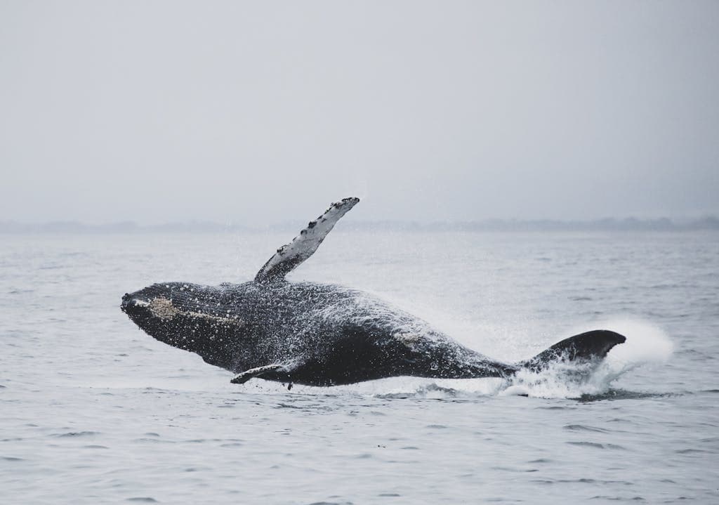 A majestic humpback whale breaching the water in Monterey Bay, showcasing marine wildlife.