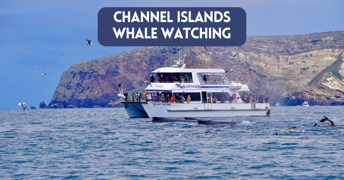 Blog article cover image for article about whale watching in Channel Islands with Island Packers