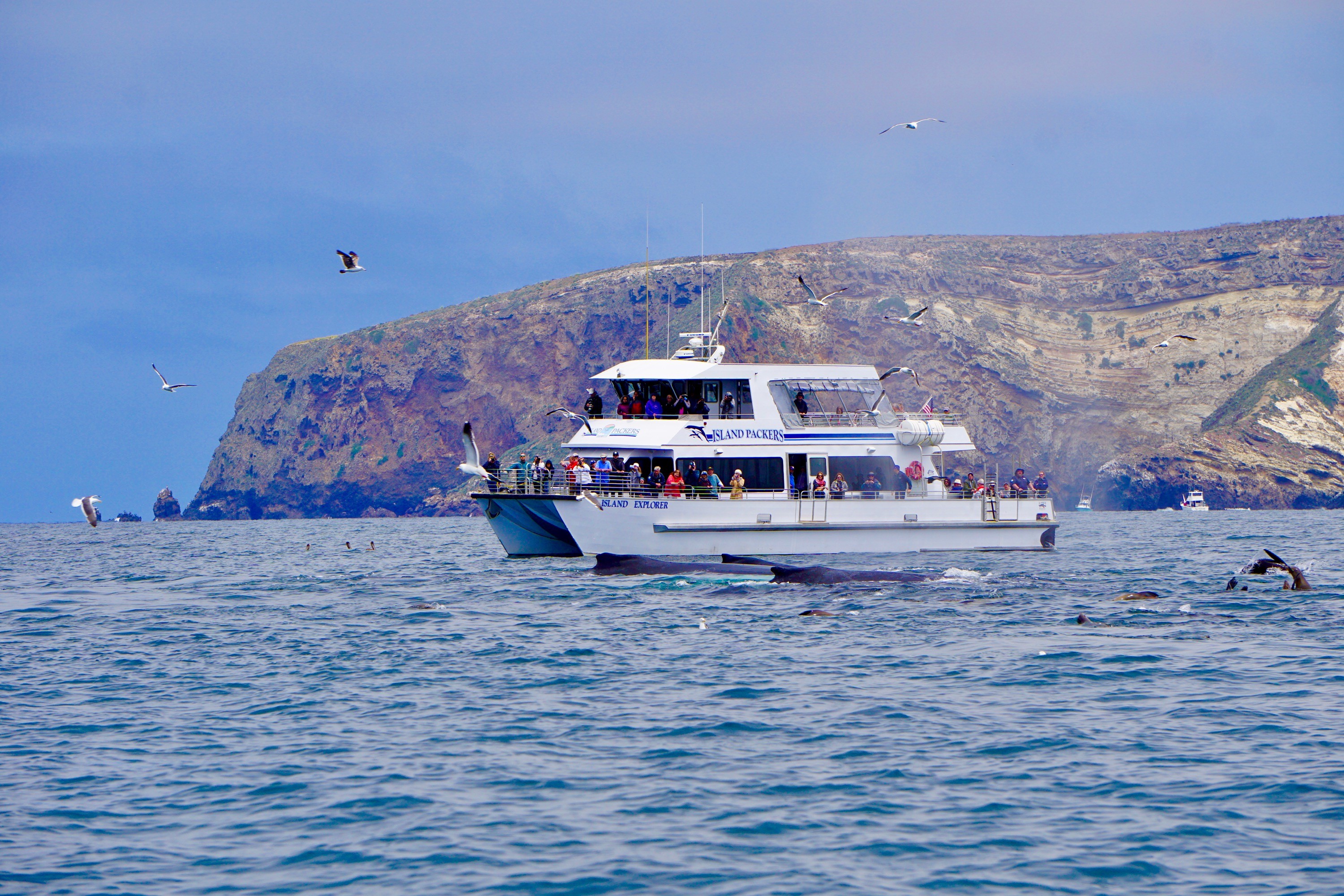 Island Packers Boat in Channel Islands National Park