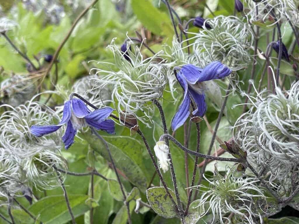 Purple flowers at Kings Garden in Copenhagen