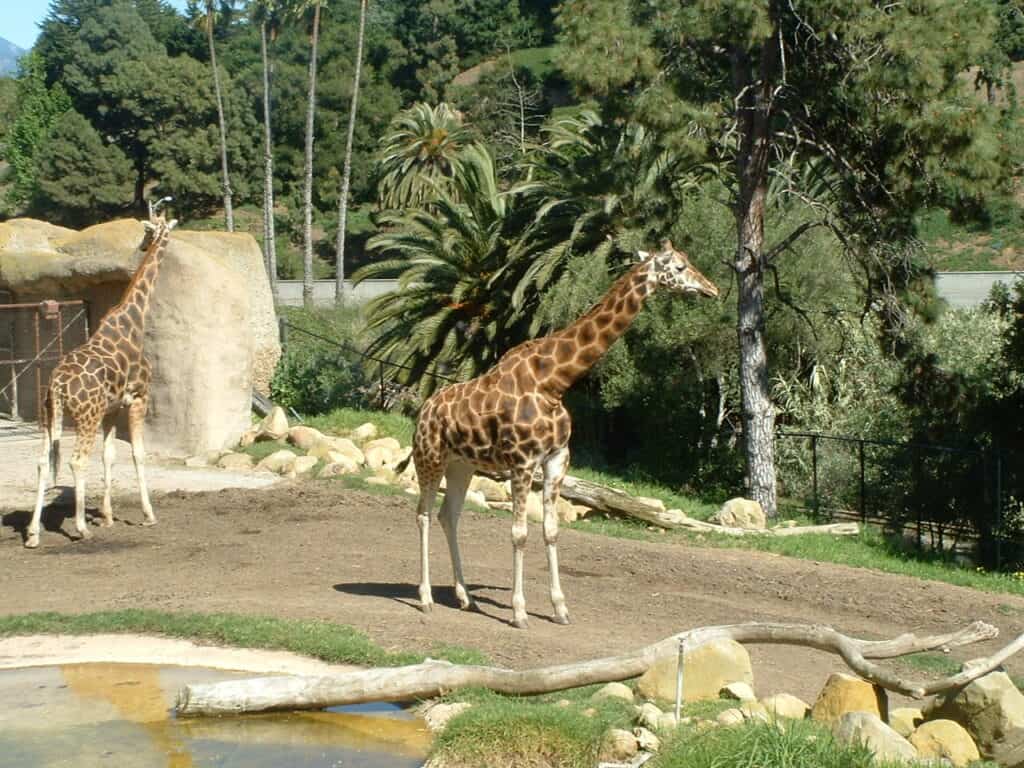 Giraffes at Santa Barbara Zoo