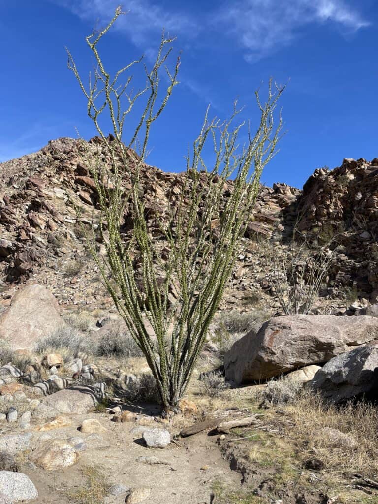 ocotillo plant at Anza Borrego Desert State Park