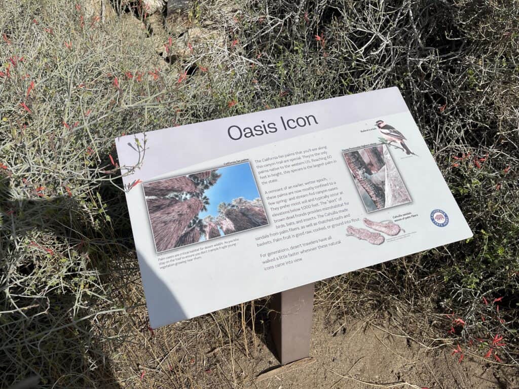 Oasis Icon sign at Anza Borrego deserts state park describing fan palms found in the park