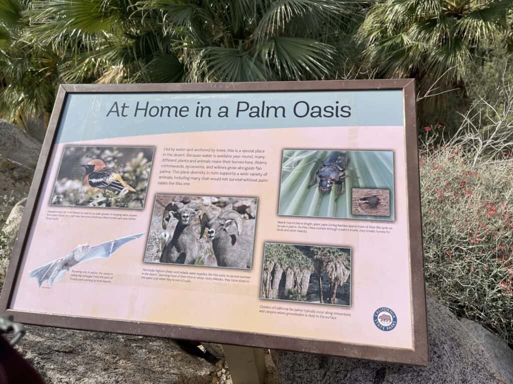 Sign titled "At home in a Palm Oasis" describing the wildlife and nature a visitor can see at the Palm Oasis in Anza Borrego Desert State Park