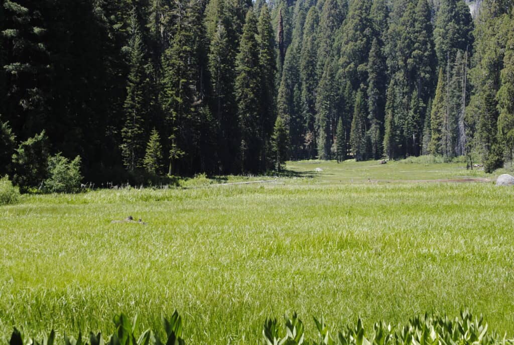 Crescent Meadow at Sequoia National Park